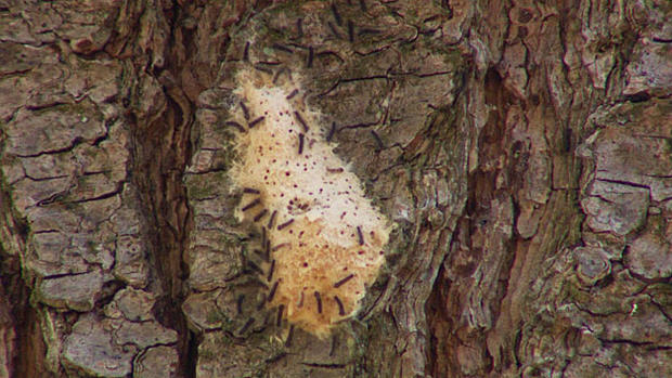 Gypsy moth caterpillars 