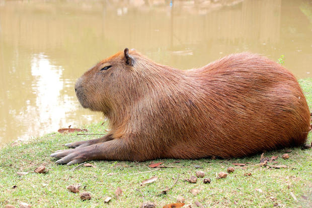capybara-shutterstock.jpg 
