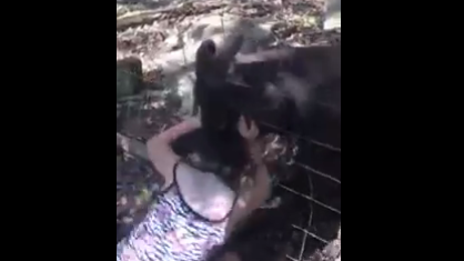 kangaroo.png 