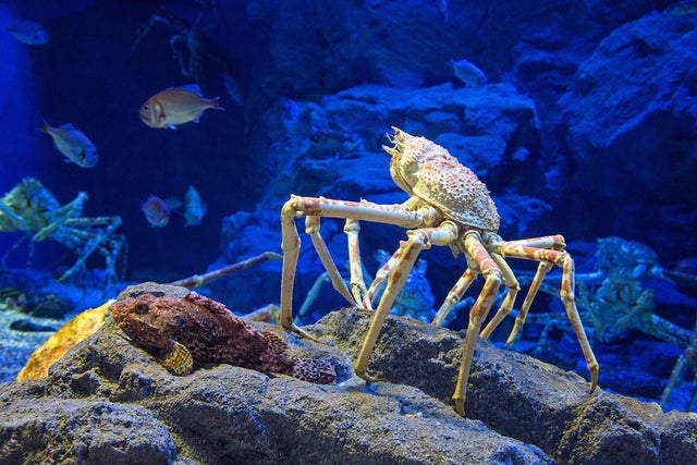 japanese-spider-crab-adobe-stock.jpg 