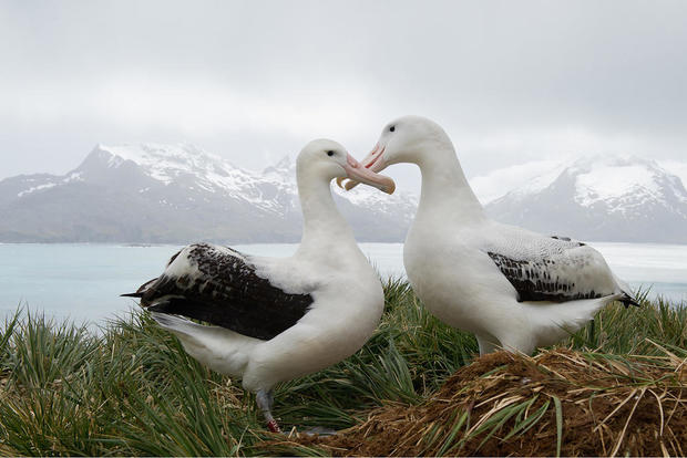 wandering-albatross-shutterstock.jpg 