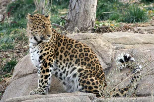 Leopard.amur.vladamir_28 