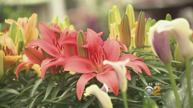 mothers-day-flowers-cbs2.jpg 