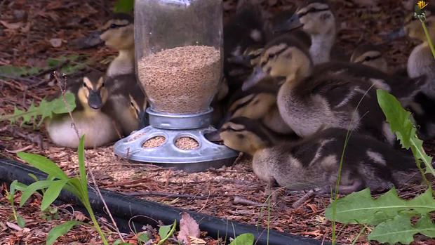Wisconsin Students Adopt Duck Family 