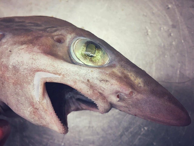goblin-shark.jpg 