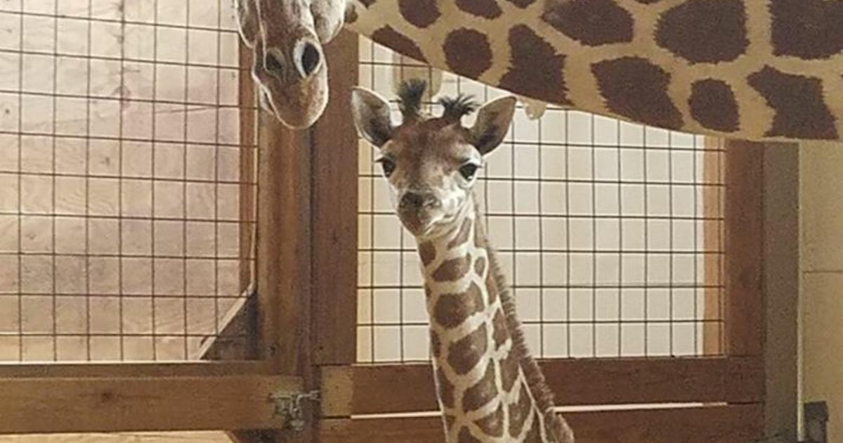 Zoo Home To April The Giraffe And Baby Opened Monday - CBS Chicago