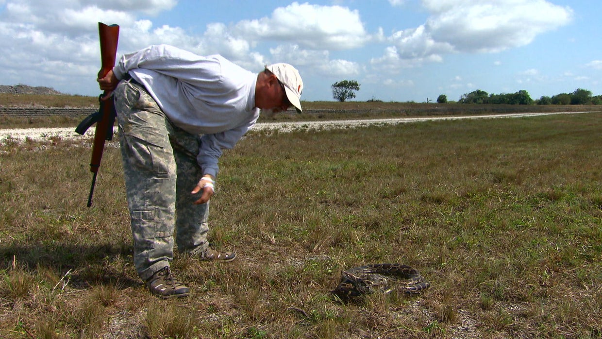 Python problem? Pay hunters - CBS This Morning - CBS News