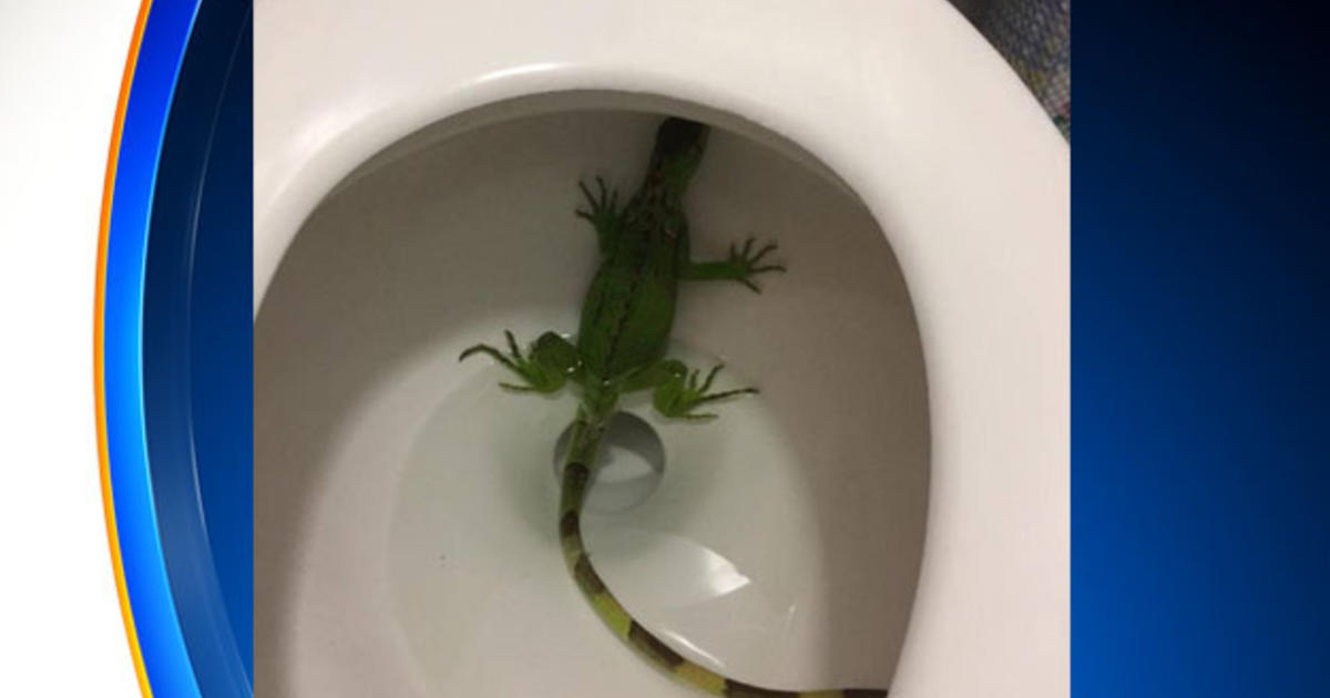 South Fla. man finds iguana in toilet bowl: 'I thought I was in
