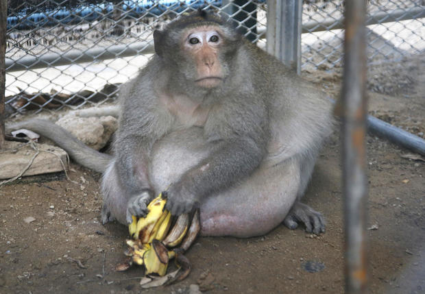 uncle-fat-thailand-monkey-ap-17139283497751.jpg 