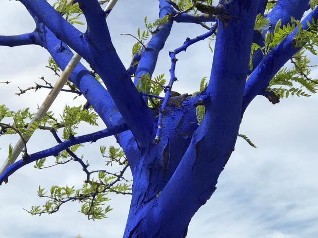 Blue Trees Denver 2 