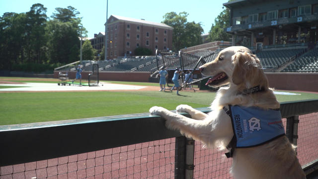 Service dog boosts North Carolina college baseball team