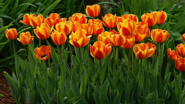 genetically-variegated-tulips-sherri-obrien-promo.jpg 