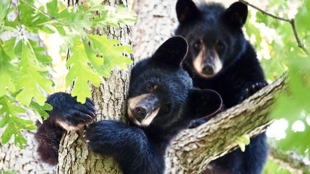 Hanover Bears 