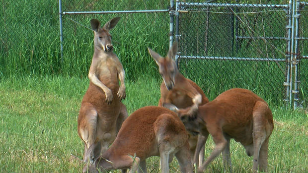 Kangaroos At The Minnesota Zoo 