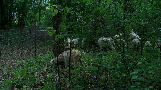 grazing goats parks 