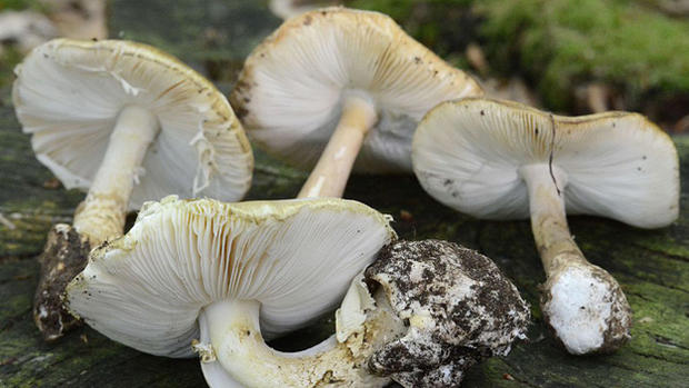 mushrooms.jpg 