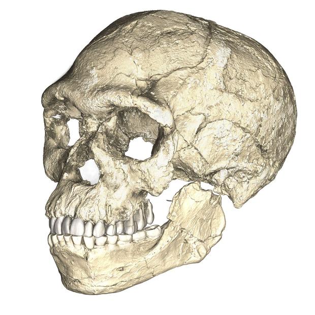 fossil-skull.jpg 