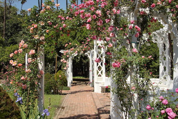 los Angeles County Arboretum - verified ramon rose garden 
