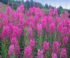 fireweed-verne-lehmberg-244.jpg 