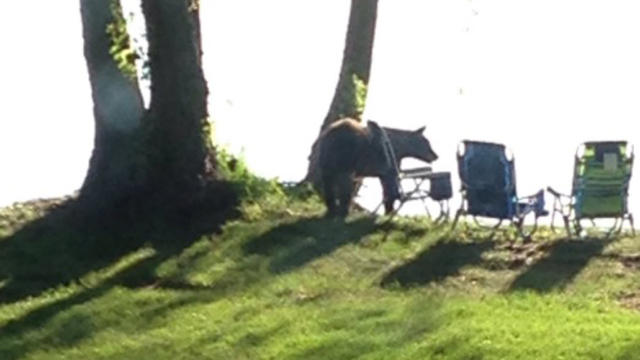 bear-spotted-at-bayport-home.jpg 