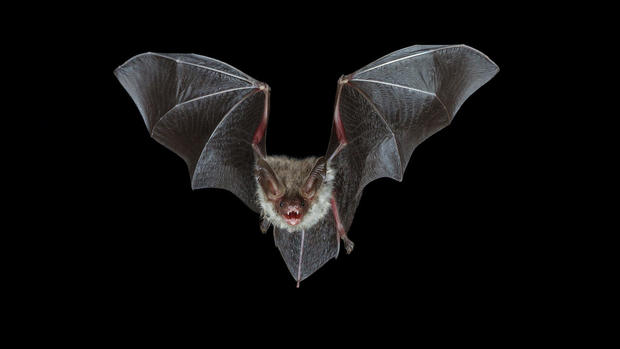 U.S. bats in deep peril 