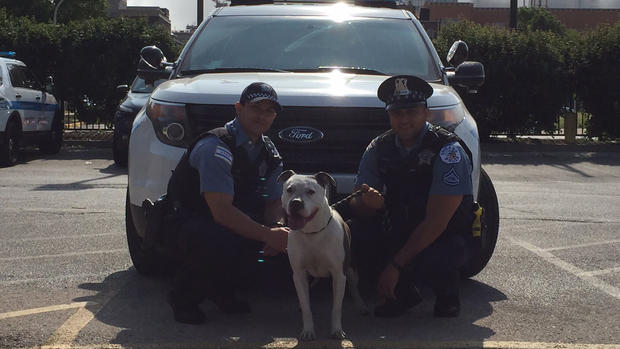 Officers Dog 