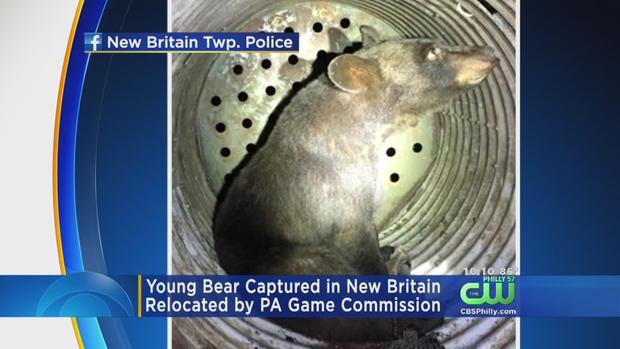 Young Bear Captured In Bucks County 