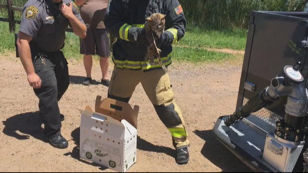 West Metro Firefighters Rescue Owl 