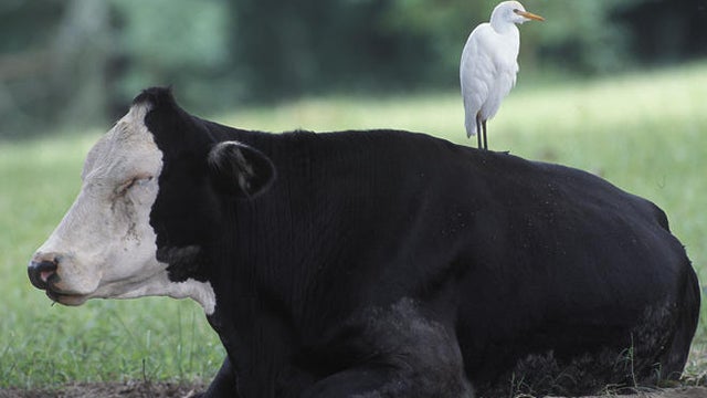 cattle-egret-on-cow-verne-lehmberg-promo.jpg 