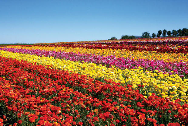 Carlsbad Flower Fields - VERIFIED 