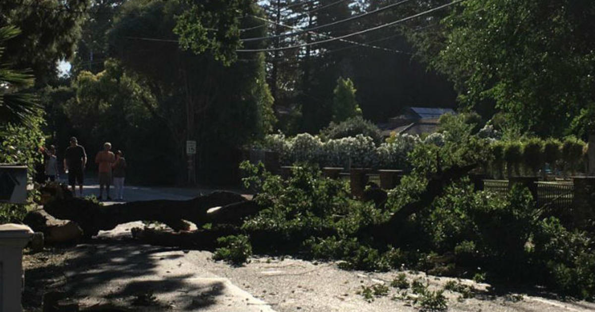 Downed Tree Limb Triggers Walnut Creek Outage Cbs San Francisco