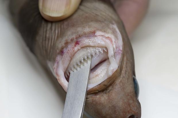 Cookie cutter shark teeth_credit_Rob Zugaro 