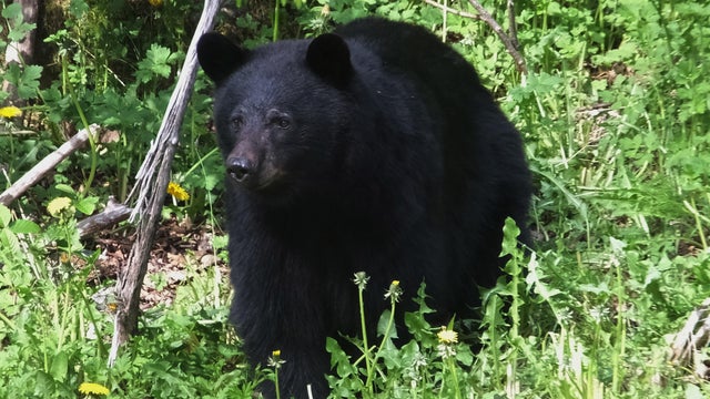 black-bear-alaska-ap-17150157042880.jpg 