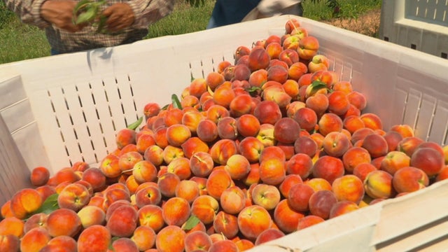 bucket-of-peaches.jpg 