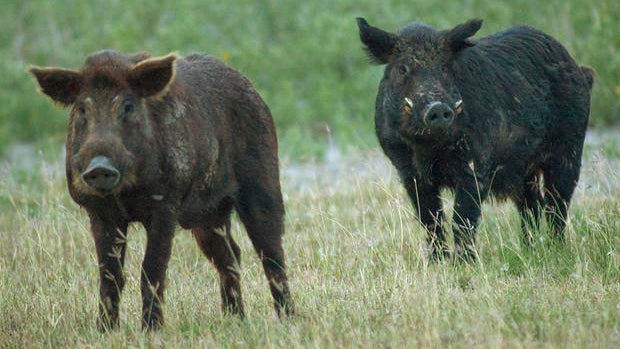 two-feral-wild-hogs-port-mansfield-620.jpg 