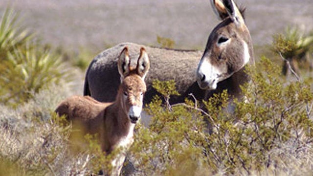 wild-burros-blm.jpg 