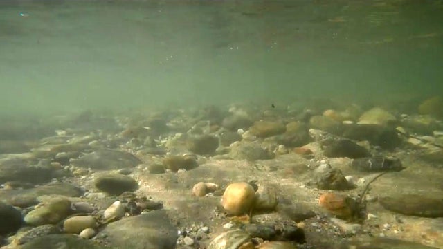 An underwater view of the Yuba River in Northern California, where a man died while performing an unusual face-down meditation move while submerged in the river. 
