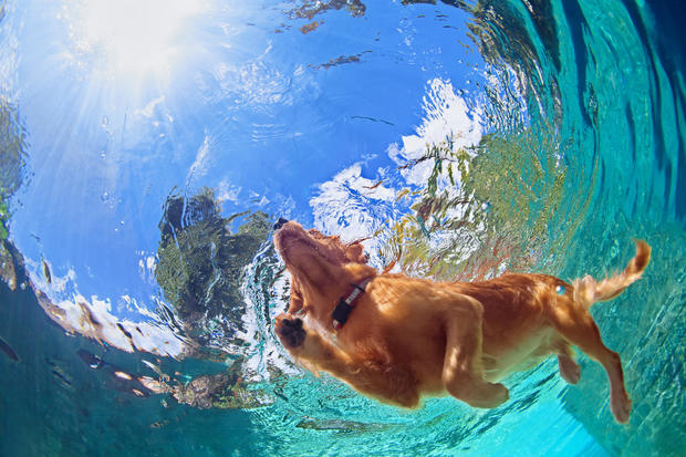 Keep your pet safe from these summer health hazards 