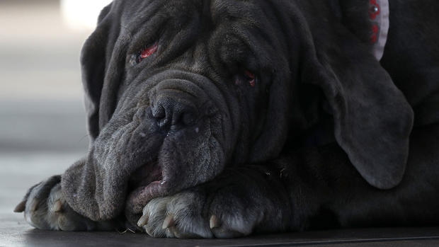 martha-world's-ugliest-dog 