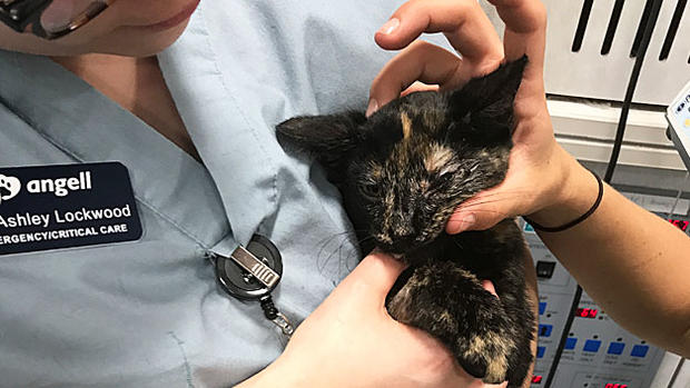 The-Angell-veterinary-team-assess-progress-with-Nora's-facial-injuries-(credit-MSPCA-Angell) 