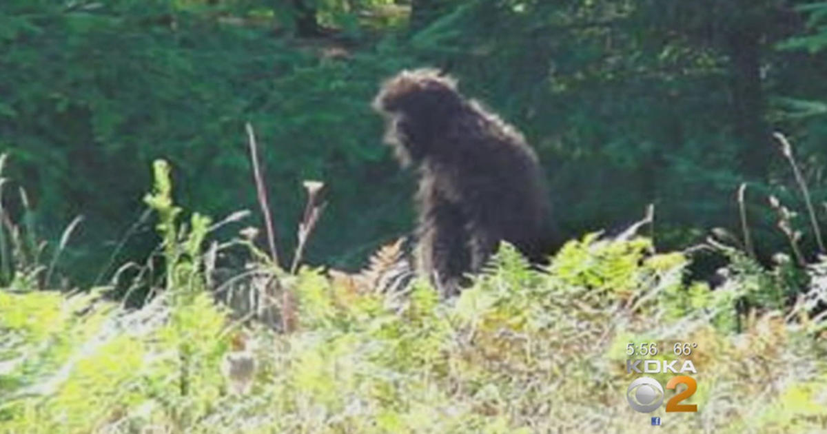 Why so many people are searching for Bigfoot in Pennsylvania - WHYY