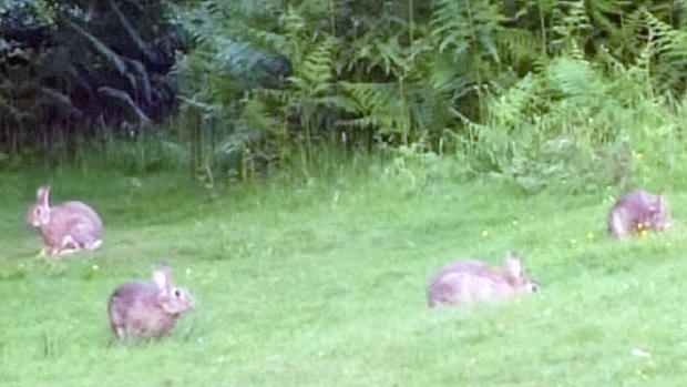 bunnies rabbits 
