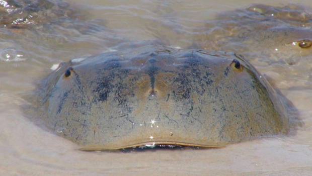 horseshoe-crabs-c-620.jpg 