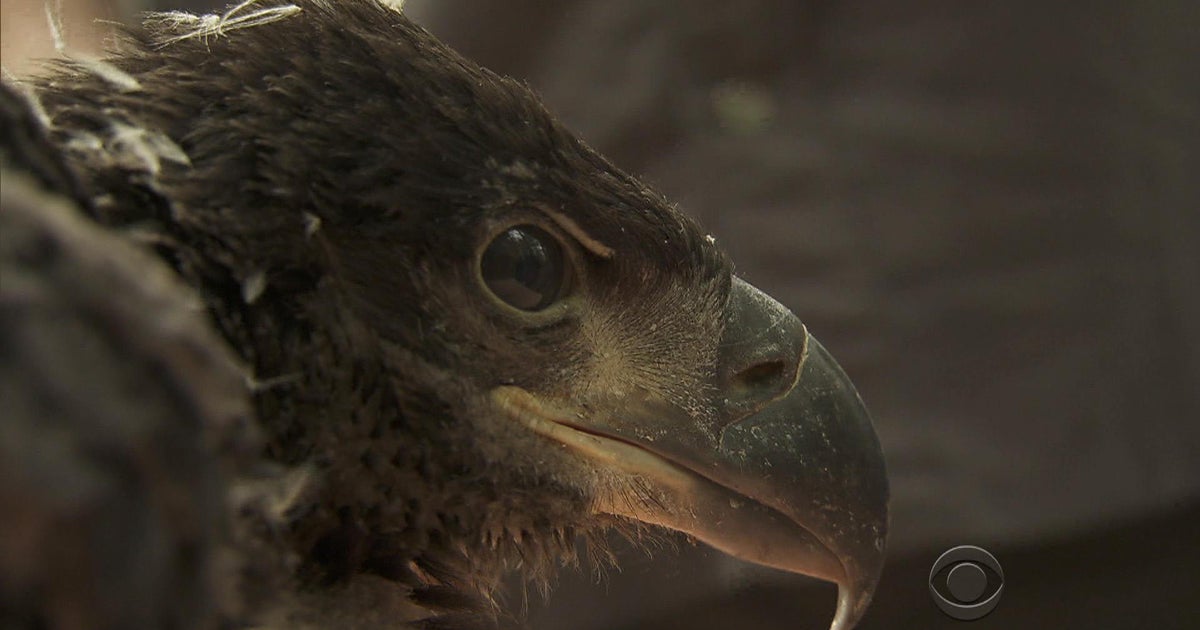 Bald eagle soars back from brink of extinction CBS News