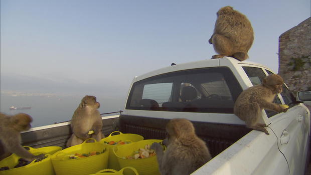 monkeys-on-truck-eating-food.jpg 