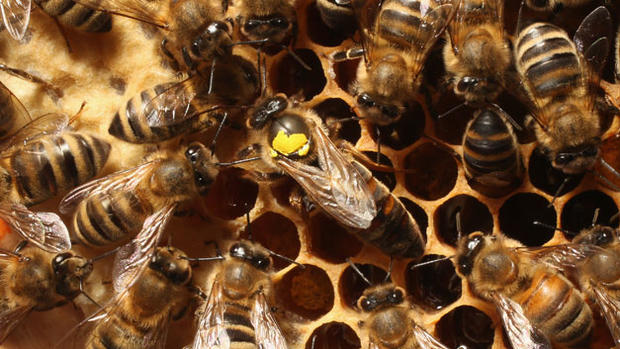 honeybee-bee 