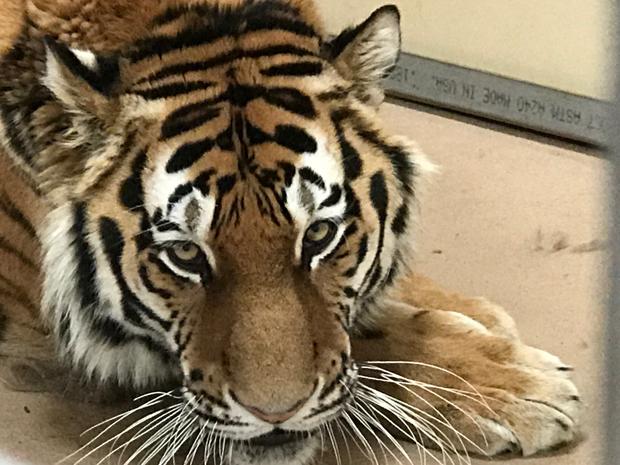 new tiger martin 2 (denver zoo) 