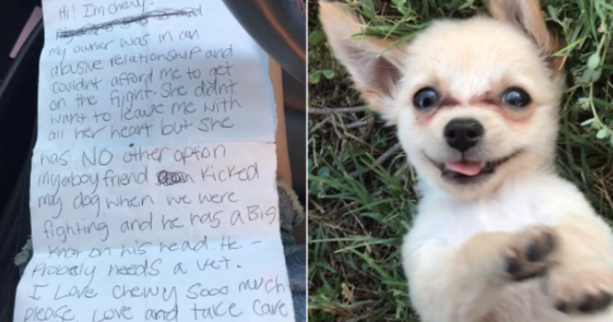 Couple Flying to Vegas Shocked to Find Their Chihuahua Hiding