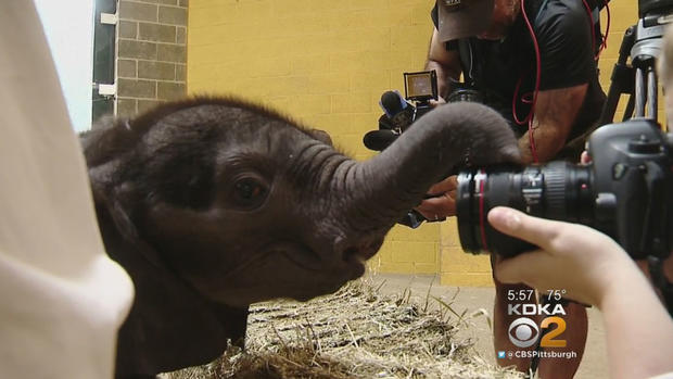 pittsburgh-zoo-baby-elephant-camera 