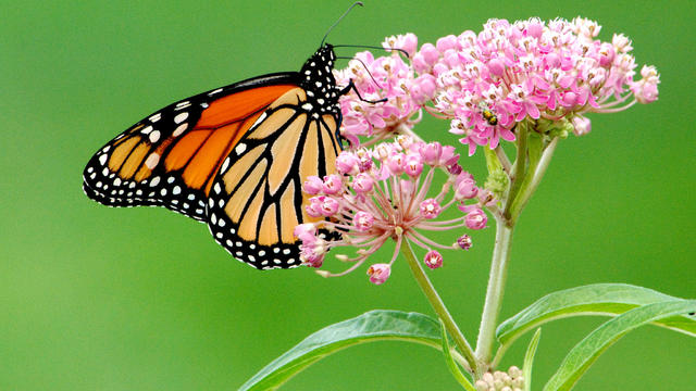 monarchswampmilkweed_usfws_jim-hudgins.jpg 